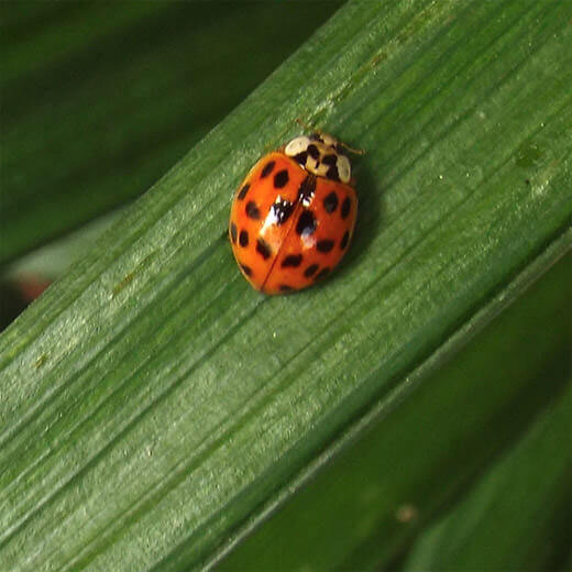 Image of lady bug